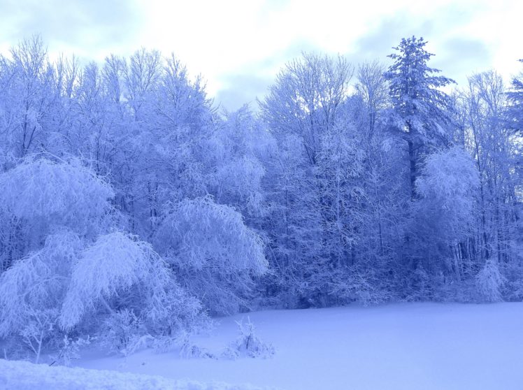 winter, Trees, Forest, Nature, Landscape HD Wallpaper Desktop Background