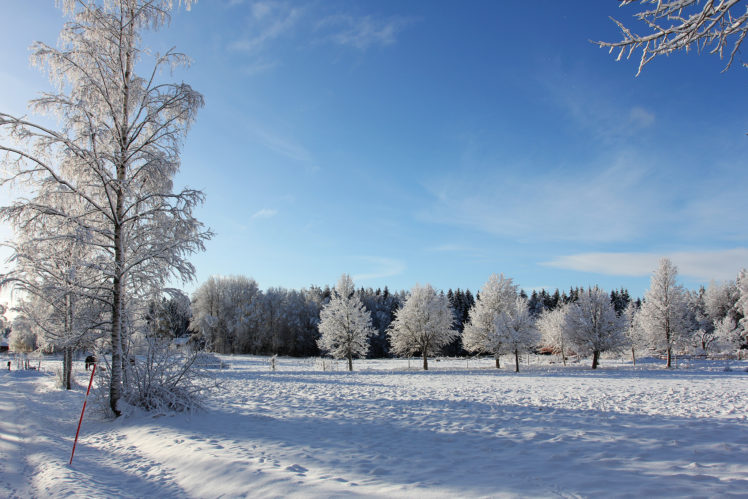 winter, Trees, Landscape HD Wallpaper Desktop Background