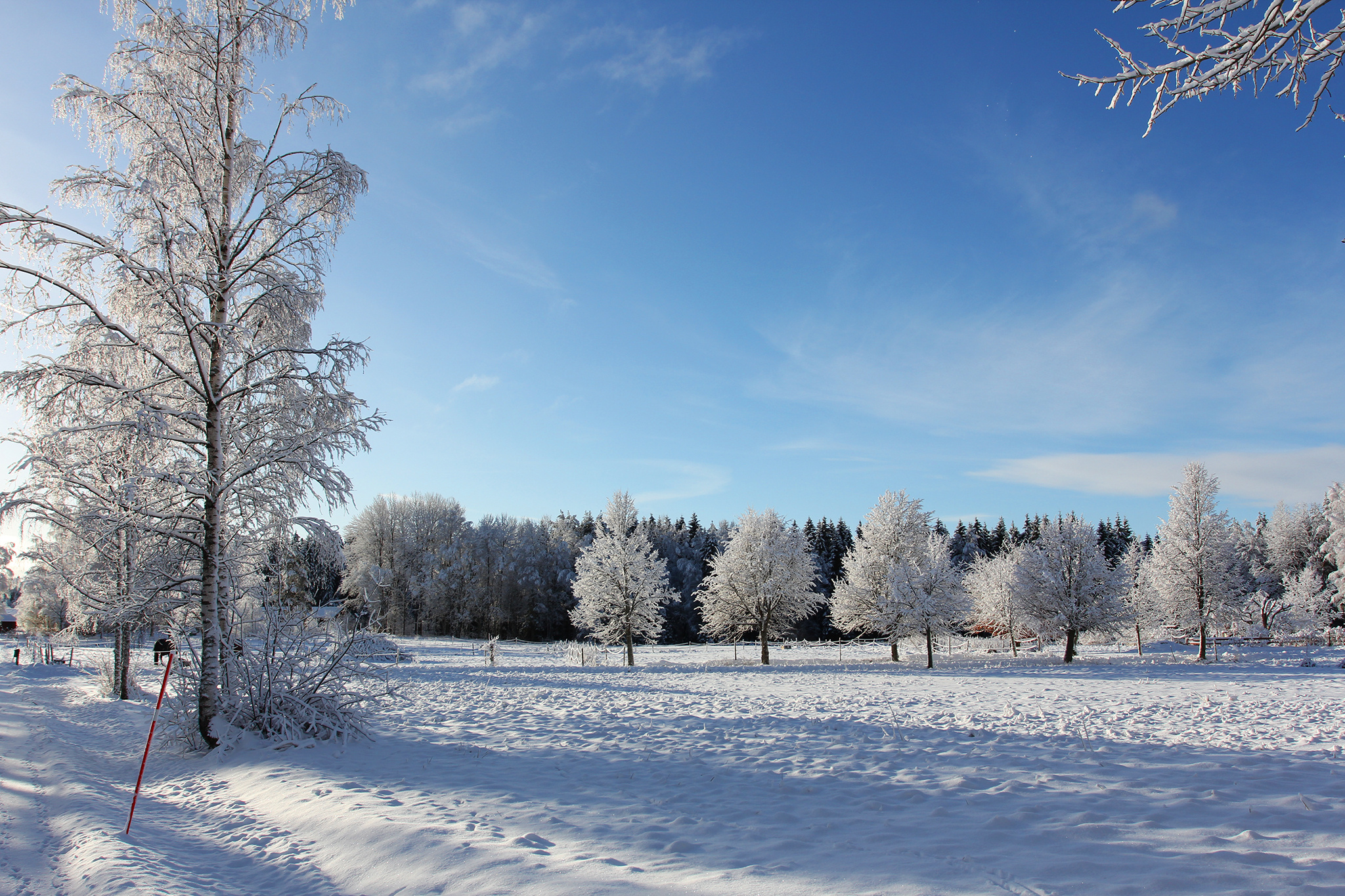 winter, Trees, Landscape Wallpaper