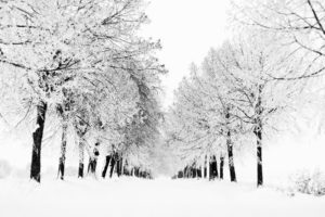 winter, Winter, Wallpaper, View, Snow, Blizzard, Trees, Nature, Tree