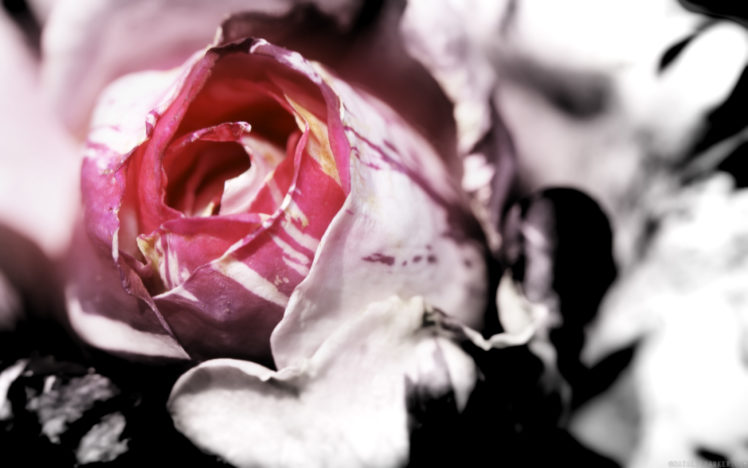 flowers, Macro, Roses, Pink, Flowers HD Wallpaper Desktop Background