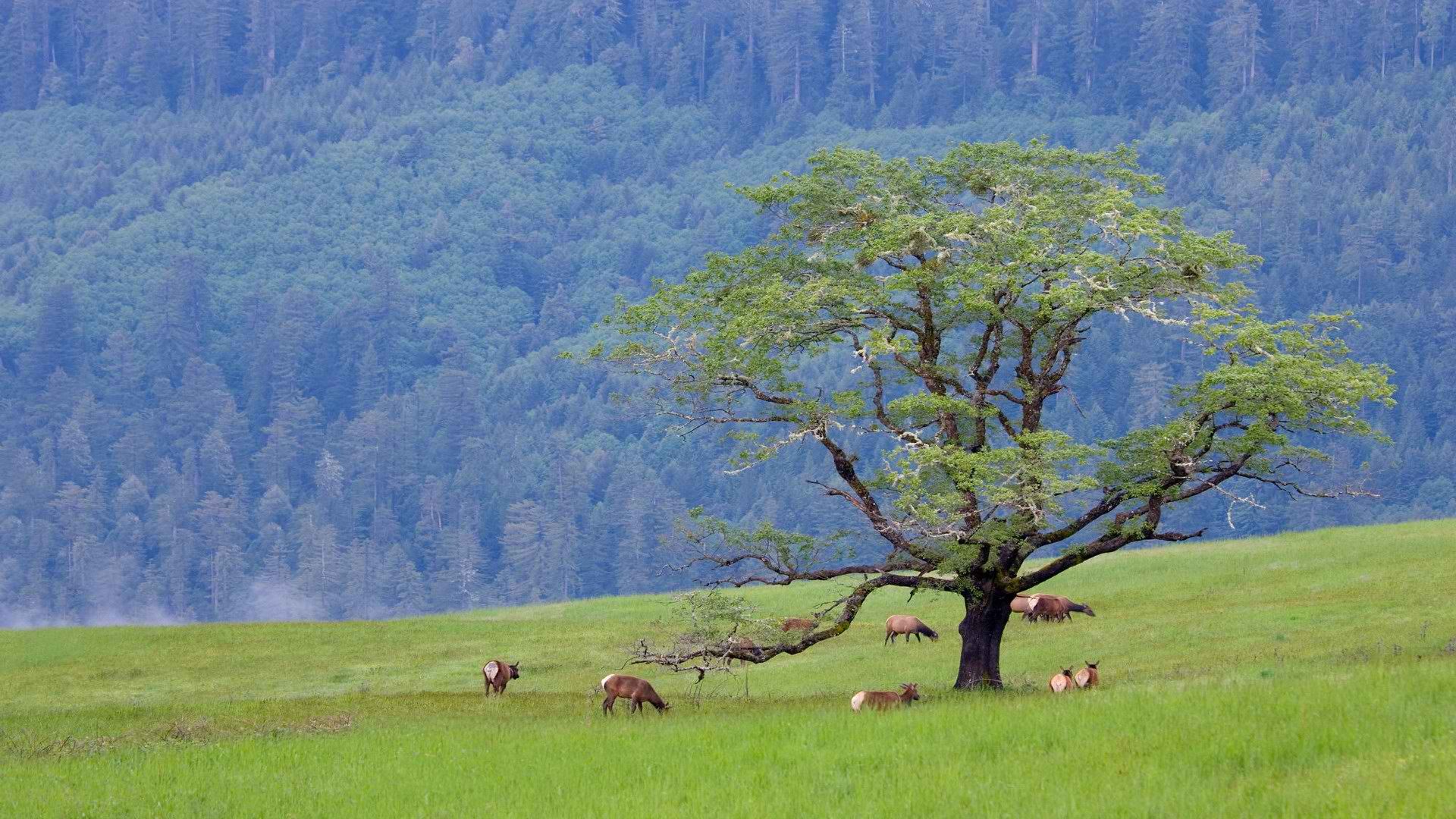 hills, California, Elk, National, Park, Bald Wallpaper