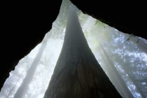 fog, California, Redwood, Trees