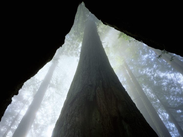 fog, California, Redwood, Trees HD Wallpaper Desktop Background