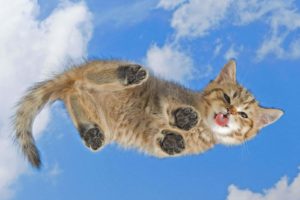 clouds, Cats, Tongue, Kittens, Skyscapes