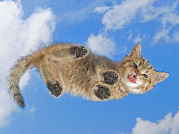 clouds, Cats, Tongue, Kittens, Skyscapes HD Wallpaper Desktop Background