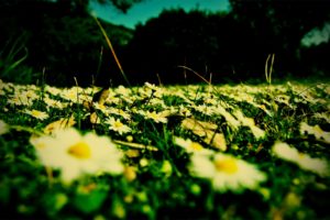 flowers, Fields, Daisy, Macro