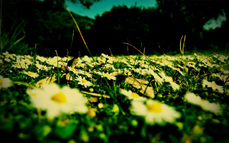flowers, Fields, Daisy, Macro HD Wallpaper Desktop Background