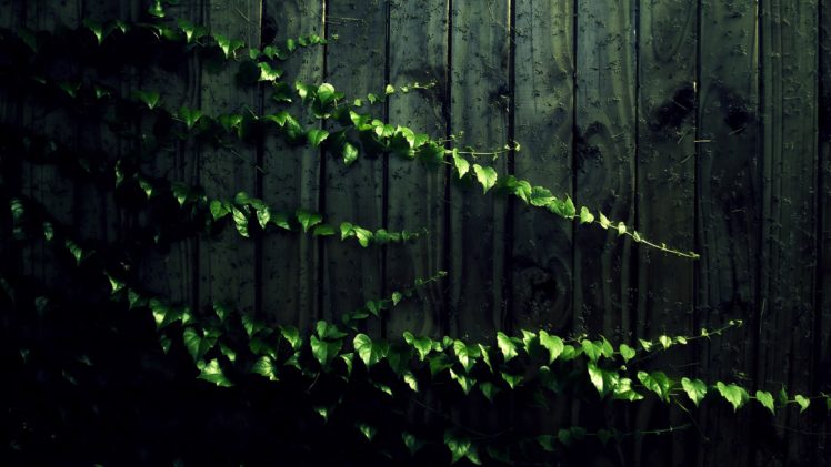 wood, Leaves, Wood, Panels, Vines HD Wallpaper Desktop Background
