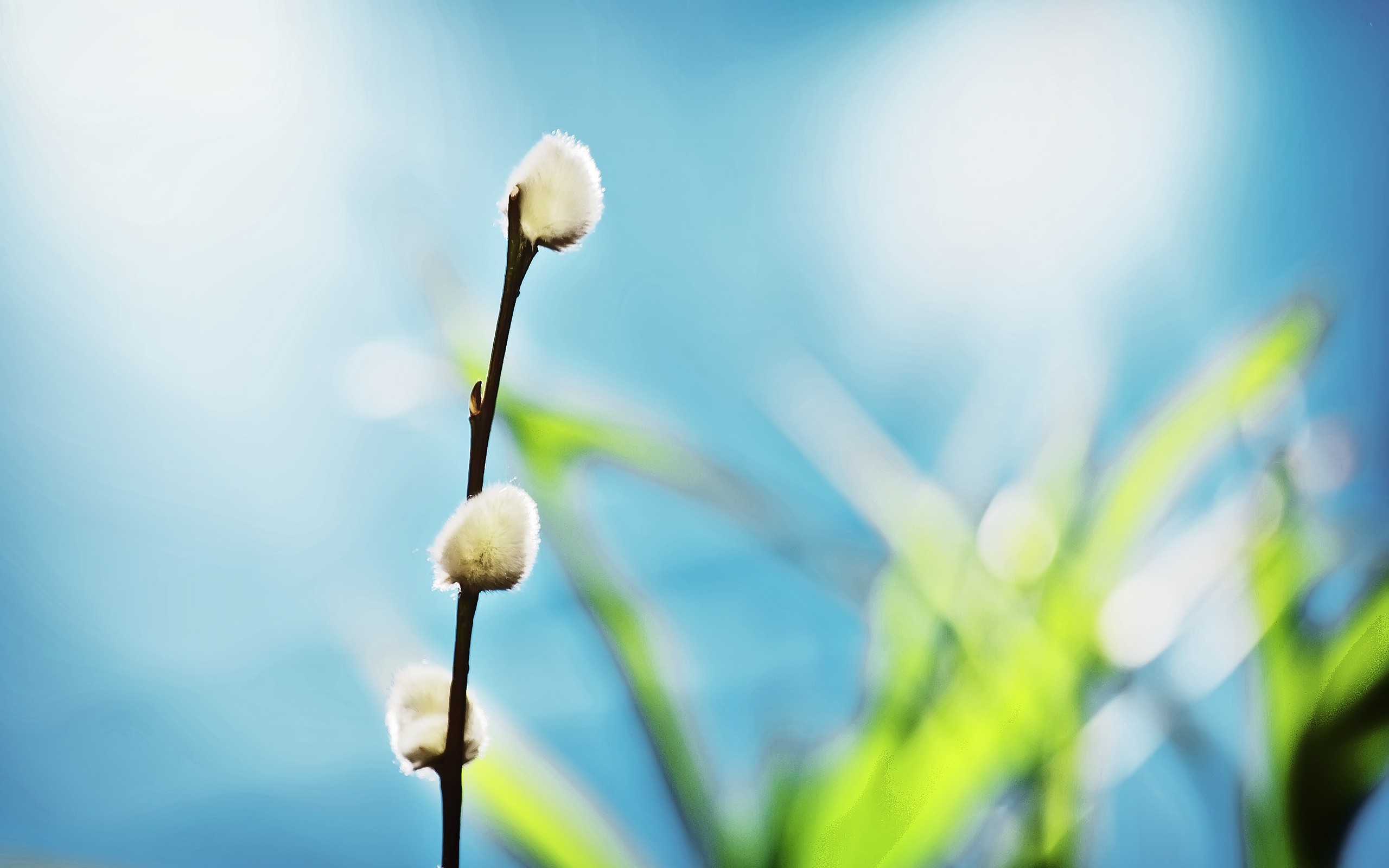 willow, Buds Wallpaper