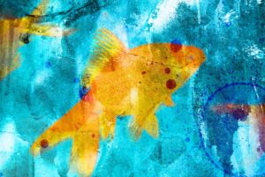 fish, Textures, Goldfish