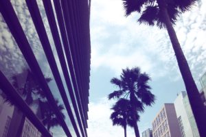 glass, Architecture, Muse, Urban, Buildings, Palm, Trees, Modern, Reflections, Cities