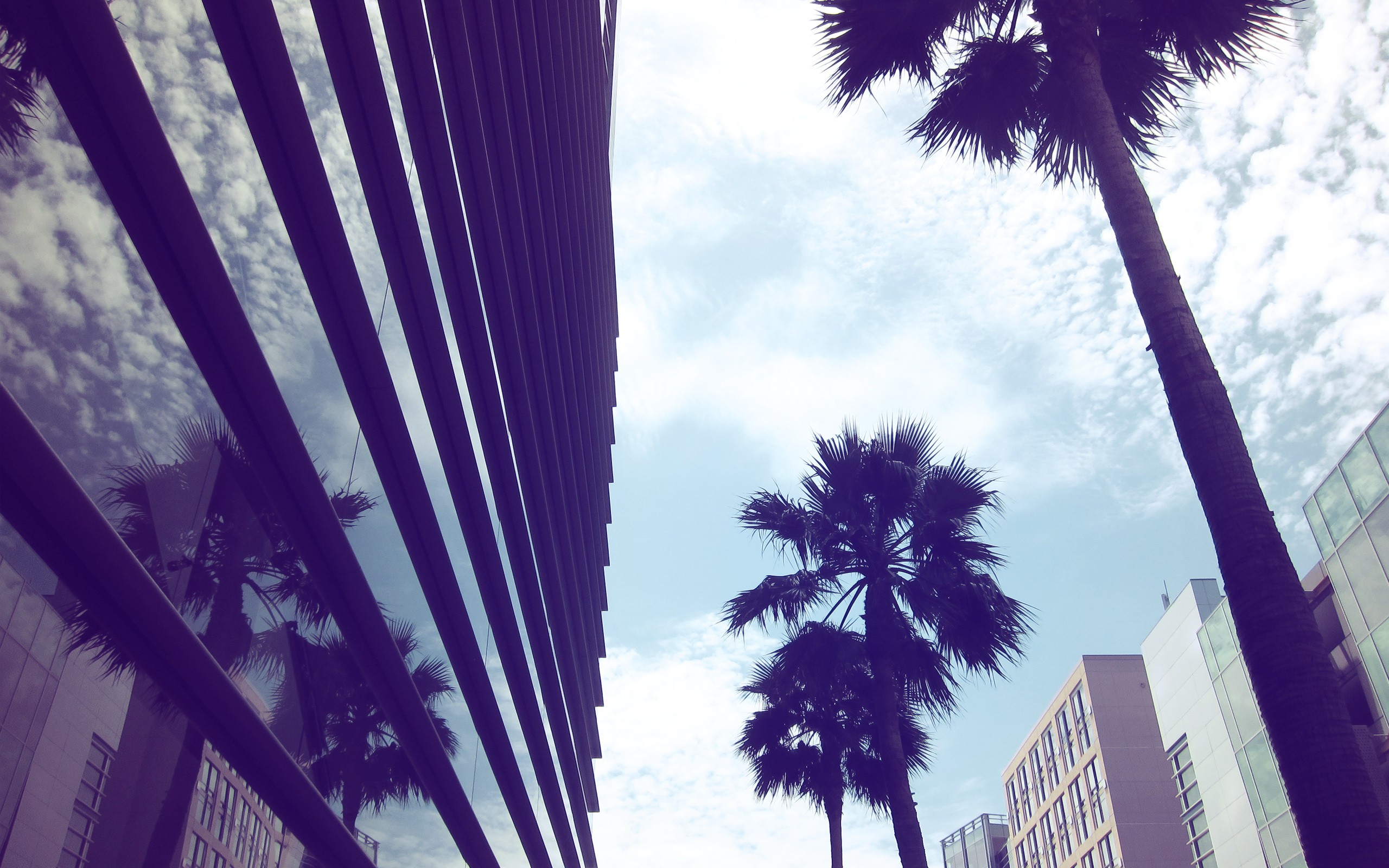 glass, Architecture, Muse, Urban, Buildings, Palm, Trees, Modern, Reflections, Cities Wallpaper