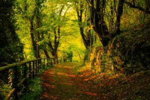 nature, Trees, Forest, Path