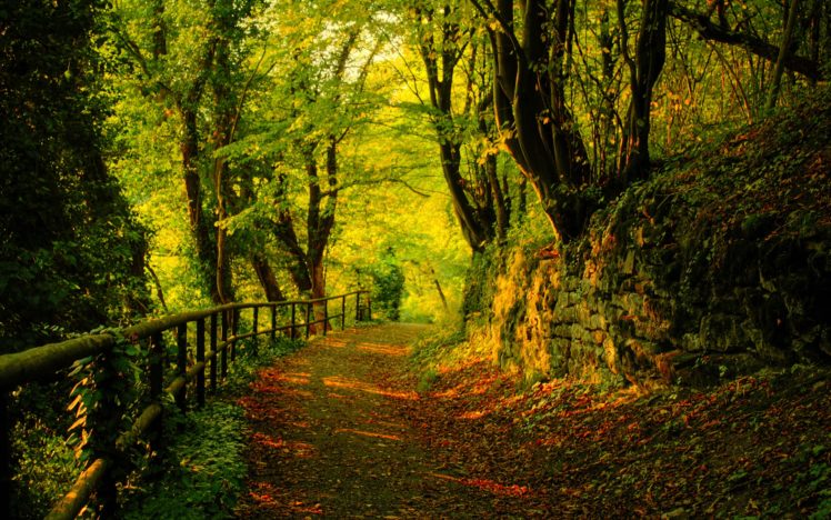 nature, Trees, Forest, Path HD Wallpaper Desktop Background