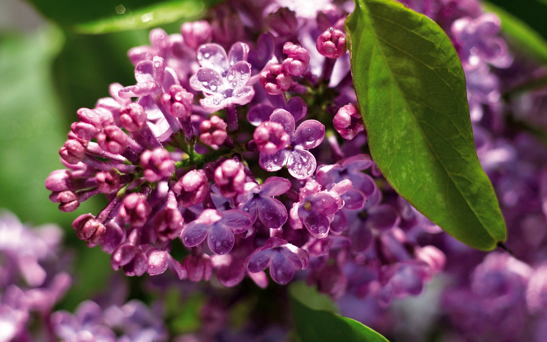 flowers Wallpaper