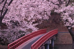 landscapes, Cherry, Blossoms, Flowers, Bridges