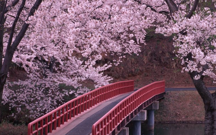 landscapes, Cherry, Blossoms, Flowers, Bridges HD Wallpaper Desktop Background