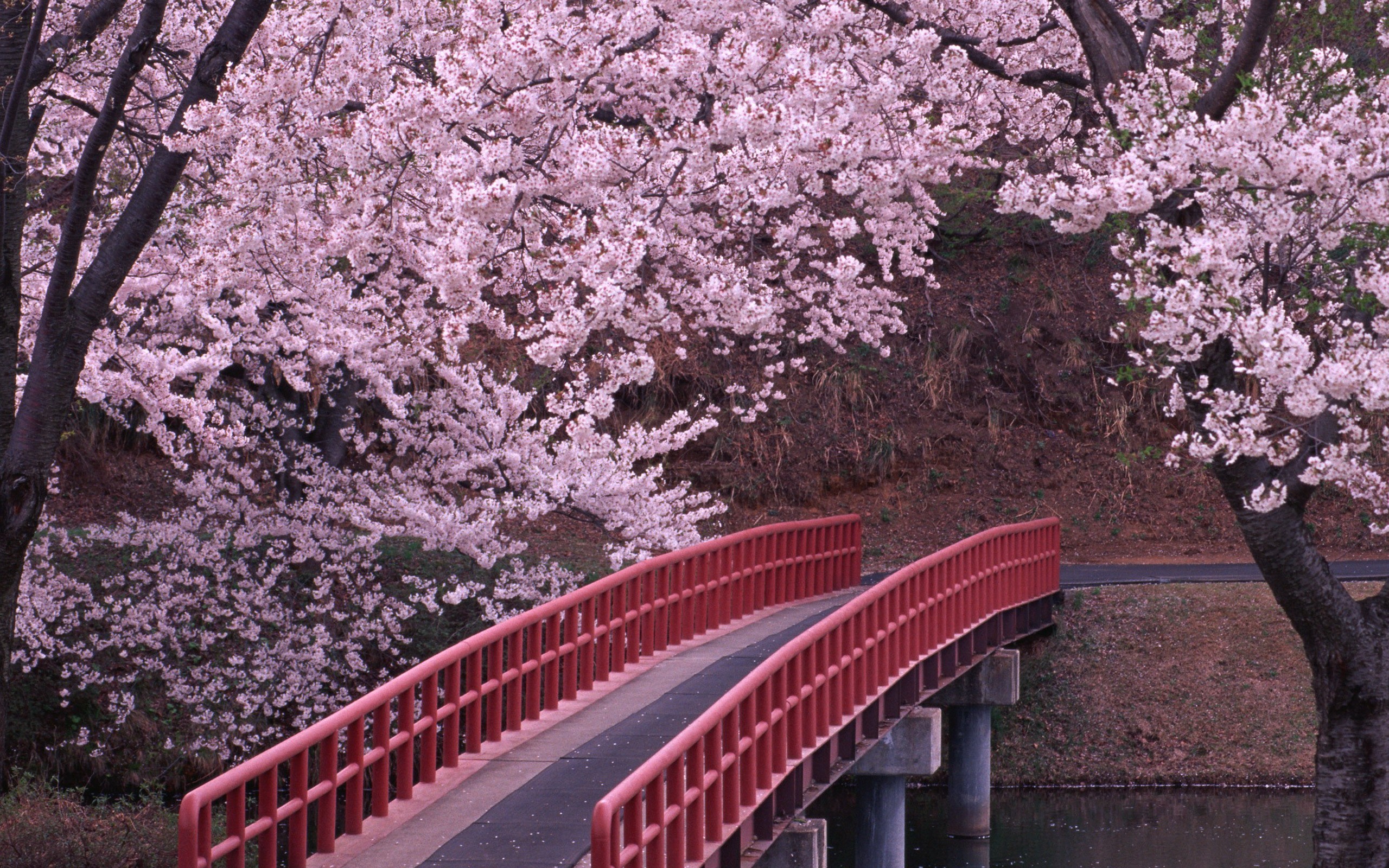 landscapes, Cherry, Blossoms, Flowers, Bridges Wallpaper