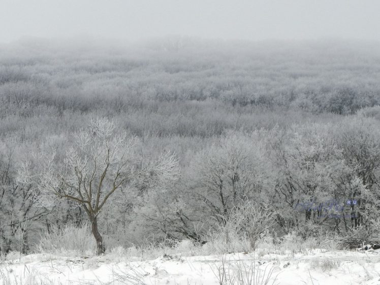 landscapes, Nature, Forests, Snow, Landscapes HD Wallpaper Desktop Background