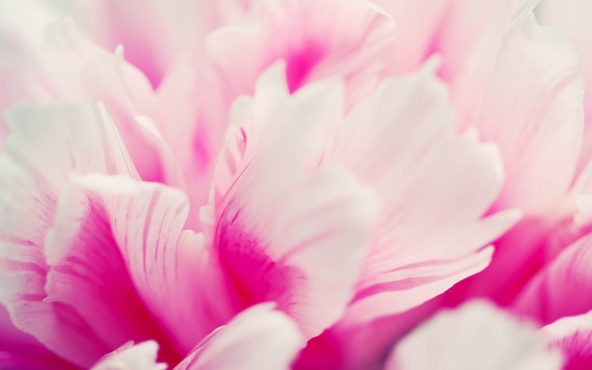 flowers Wallpaper