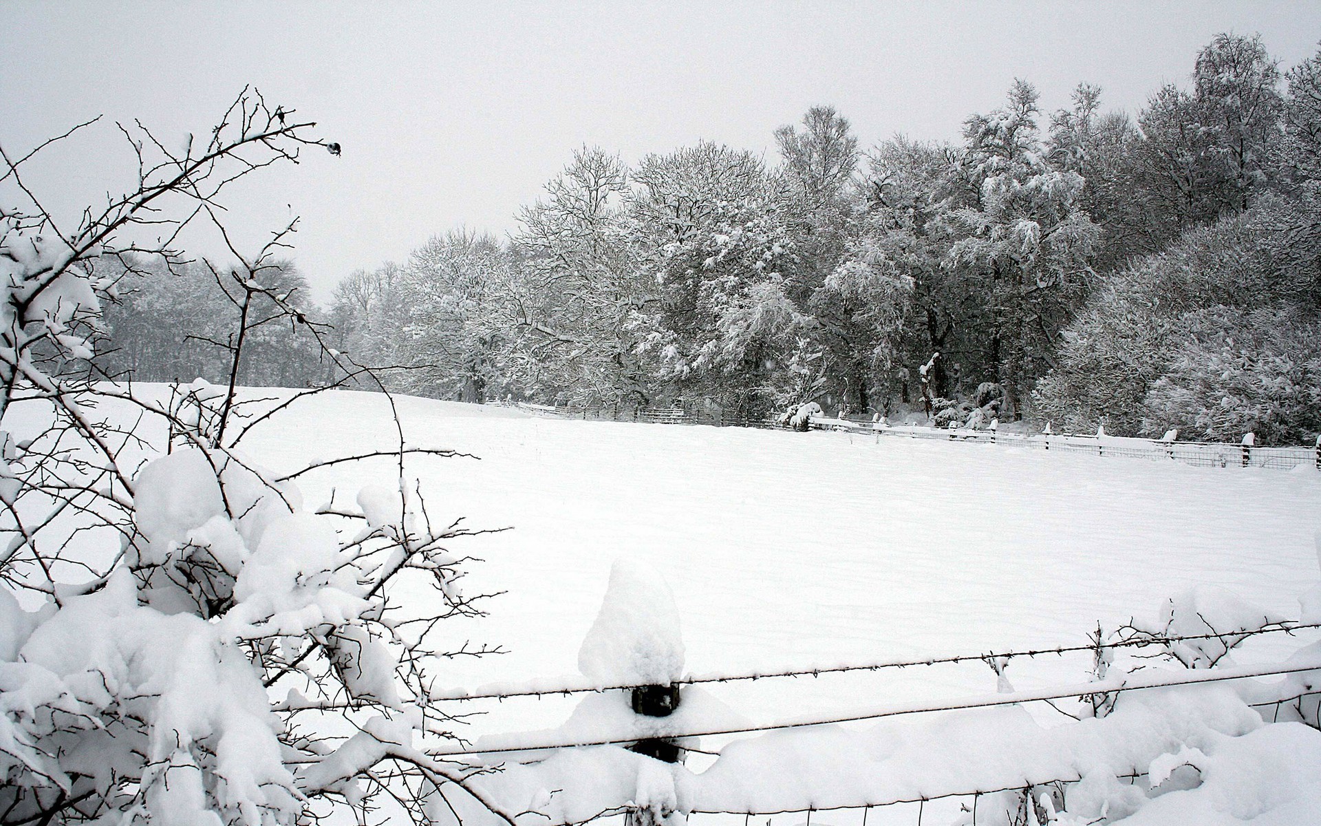 nature, Winter Wallpaper