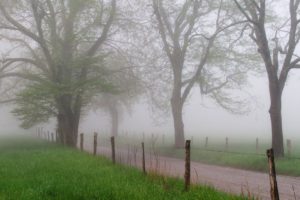 nature, Mist
