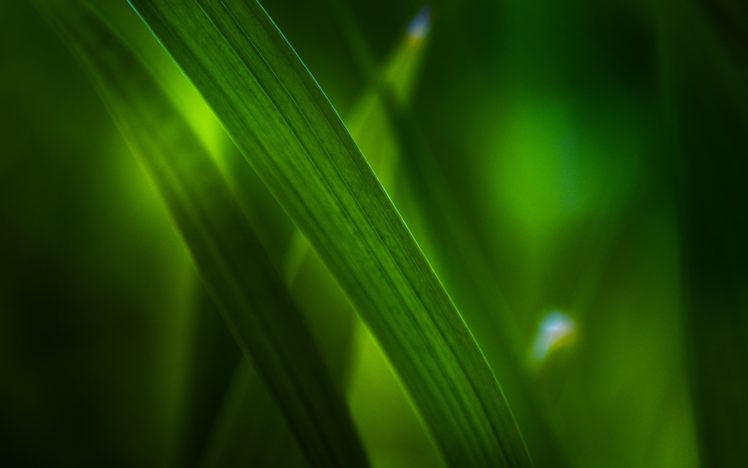 nature, Leaves, Grass, Macro HD Wallpaper Desktop Background