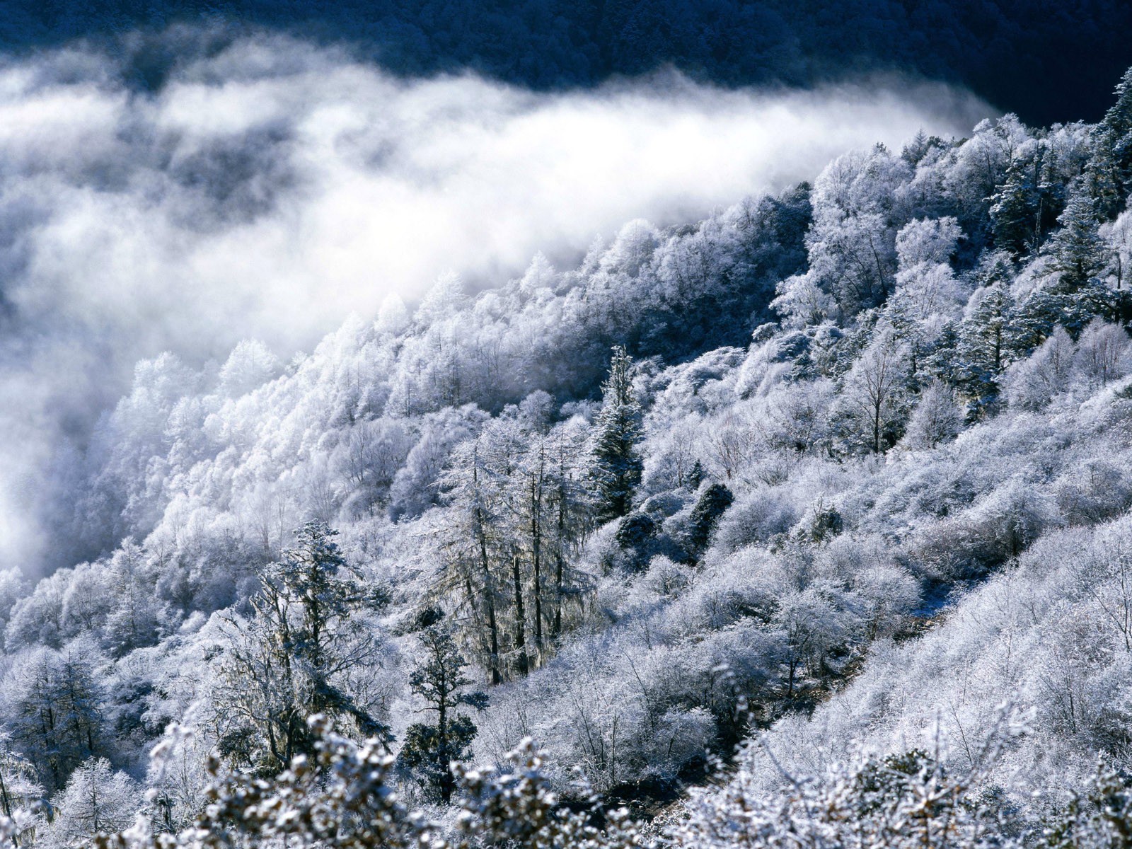 snow Wallpaper