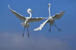 birds, Fighting, Florida, Venice, Male, Flight, Egrets