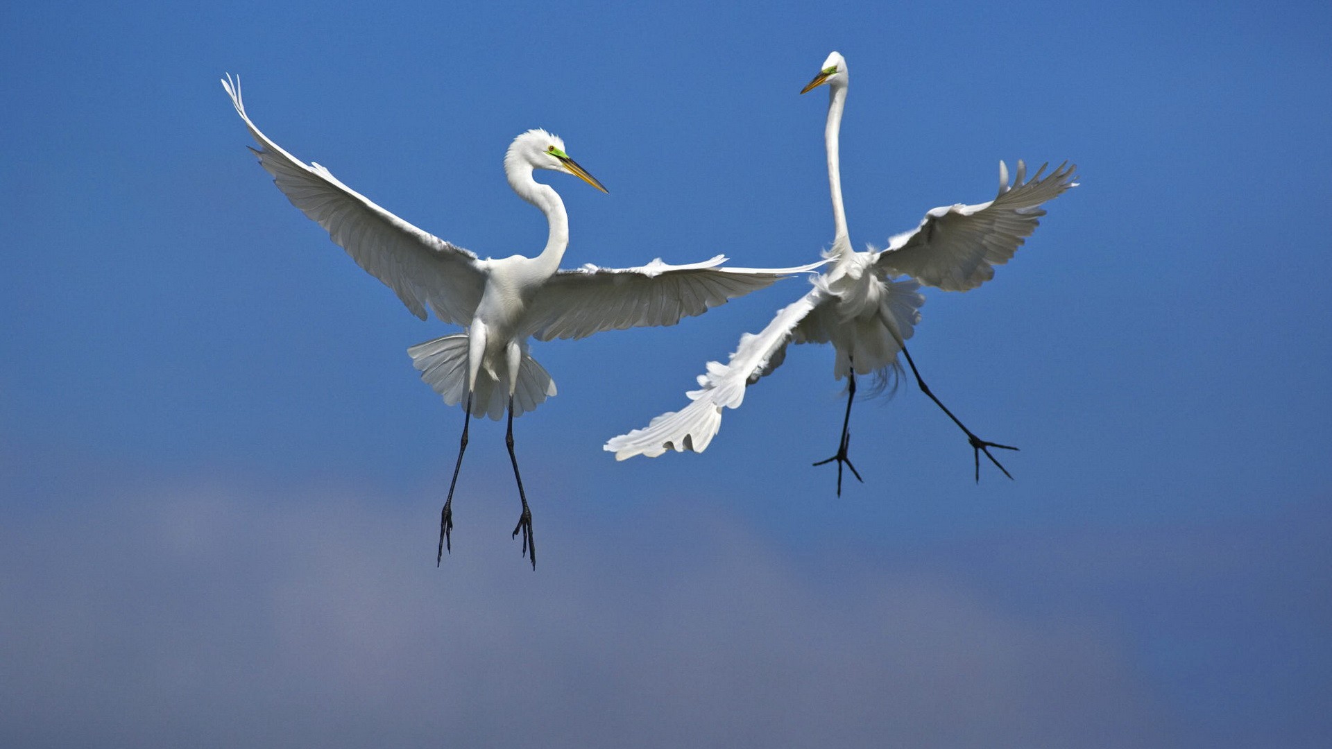 birds, Fighting, Florida, Venice, Male, Flight, Egrets Wallpaper