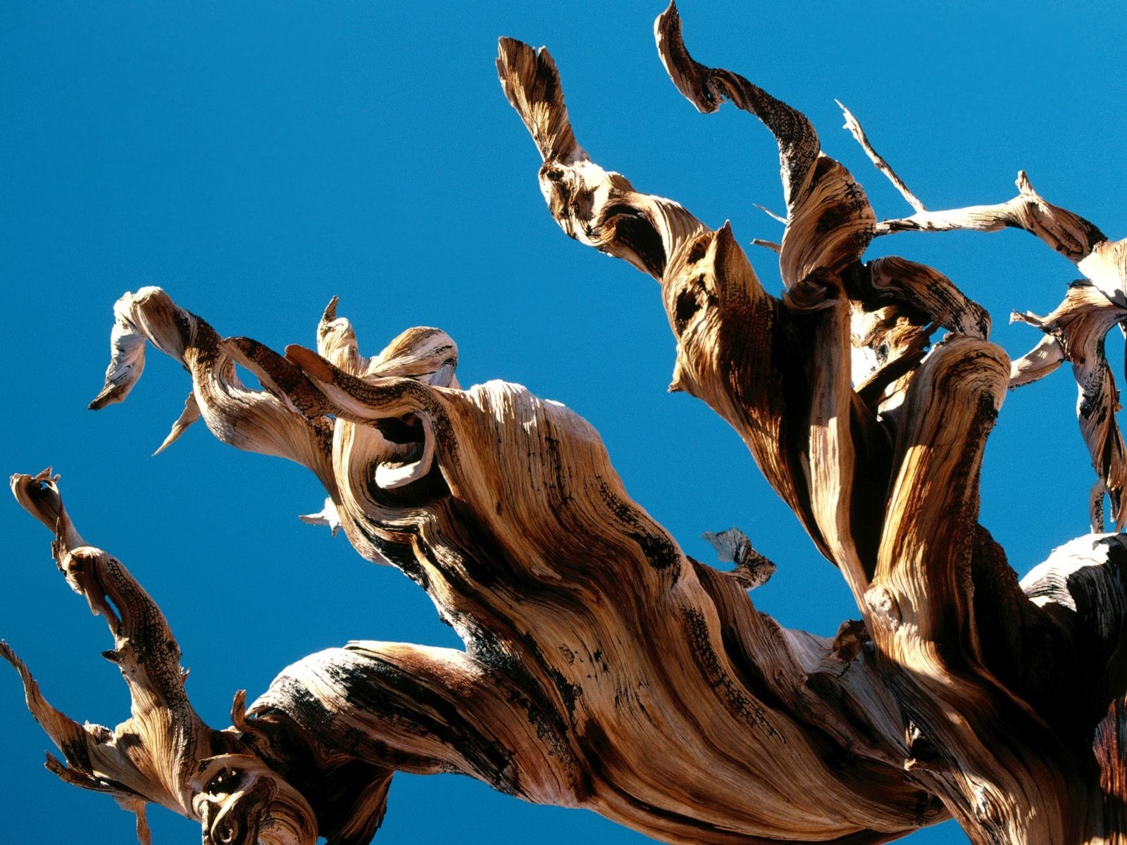 nature, Trees Wallpaper