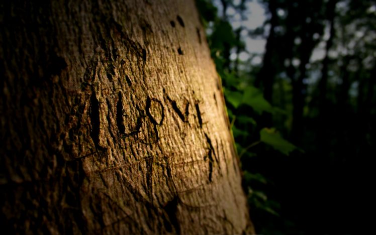 love, Trees HD Wallpaper Desktop Background