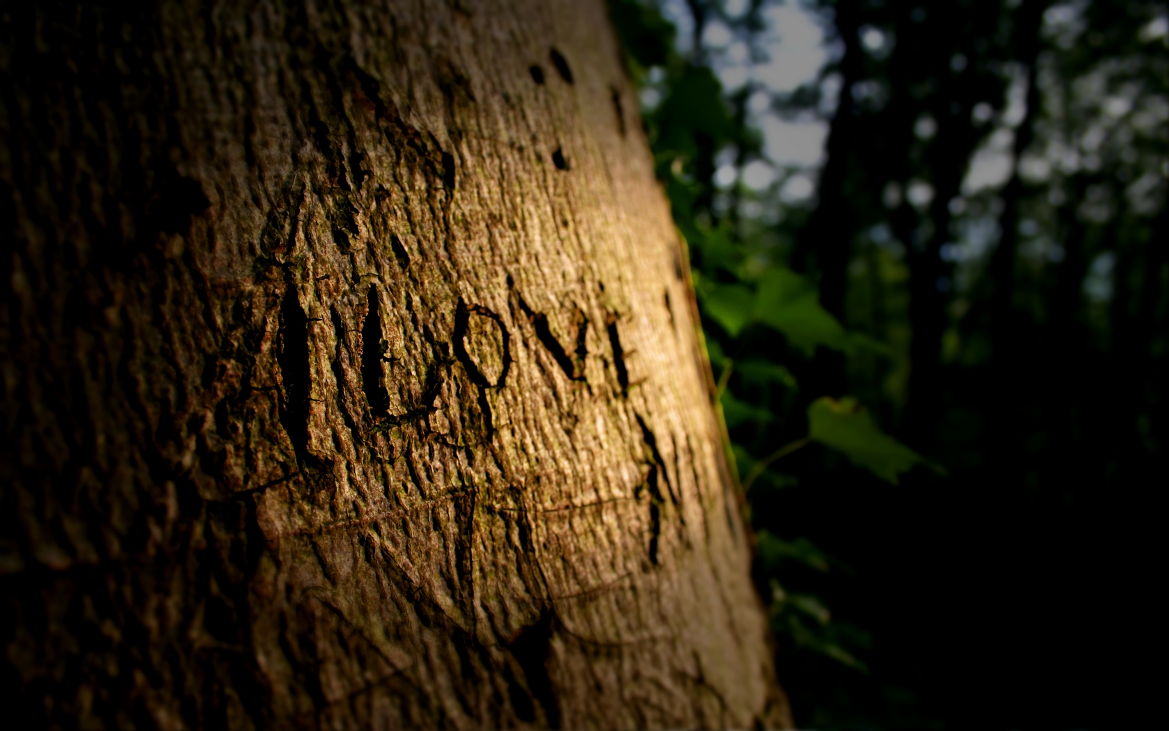 love, Trees Wallpaper