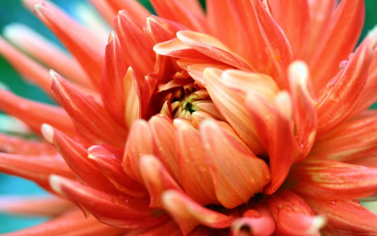 flowers, Orange, Macro HD Wallpaper Desktop Background