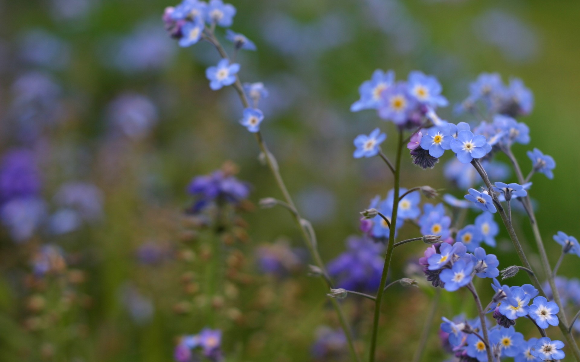 nature, Flowers, Forget me nots Wallpaper