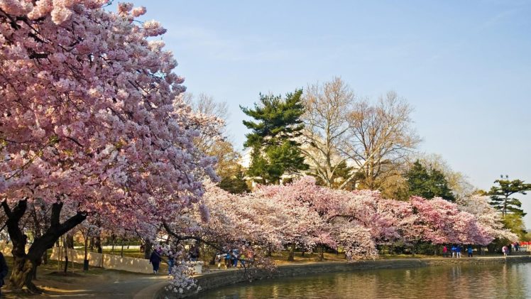 landscapes, Cherry, Blossoms HD Wallpaper Desktop Background