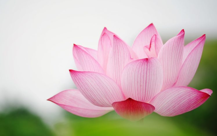 nature, Flower, Garden, Love, Pink, Lily, Lotus, Hd, Wallpaper HD Wallpaper Desktop Background
