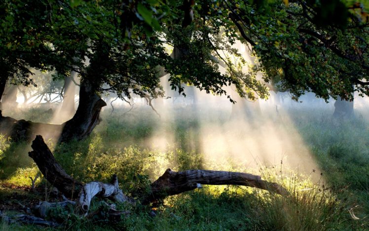 sunbeam, Through, Tree, Forest, Nature, Grass, Hd, Wallpaper HD Wallpaper Desktop Background