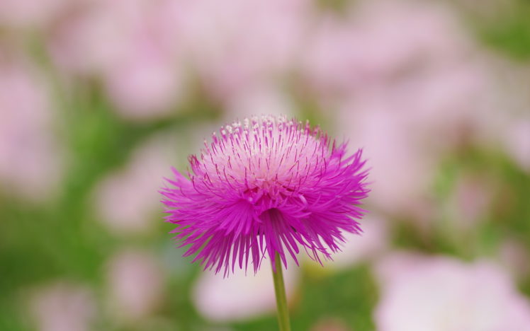 nature, Flower, Garden, Wild, Pink, Hd, Wallpaper HD Wallpaper Desktop Background