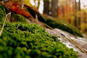 close up, Nature, Forests, Plants, Moss