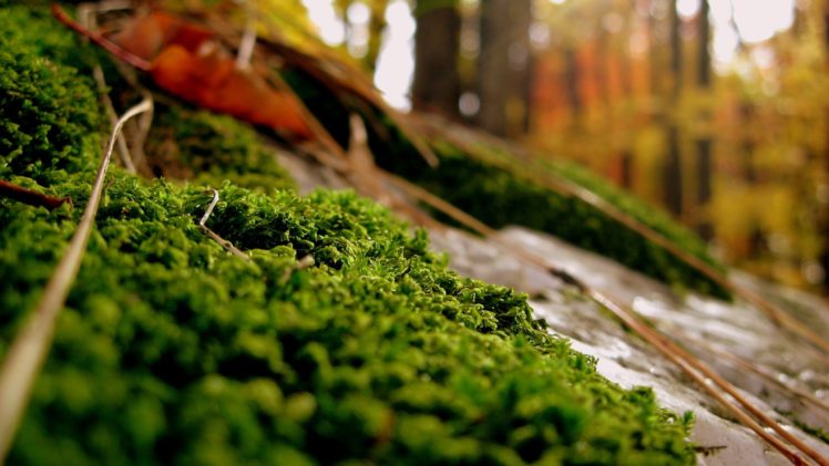 close up, Nature, Forests, Plants, Moss HD Wallpaper Desktop Background