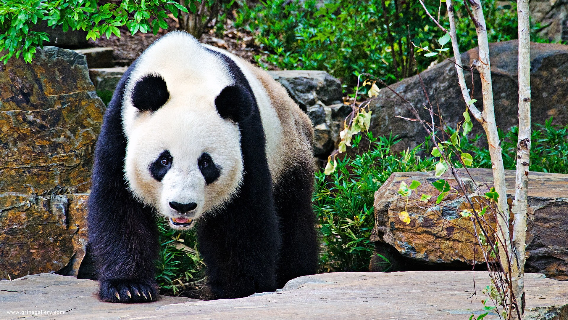 animals, Panda, Bears Wallpaper