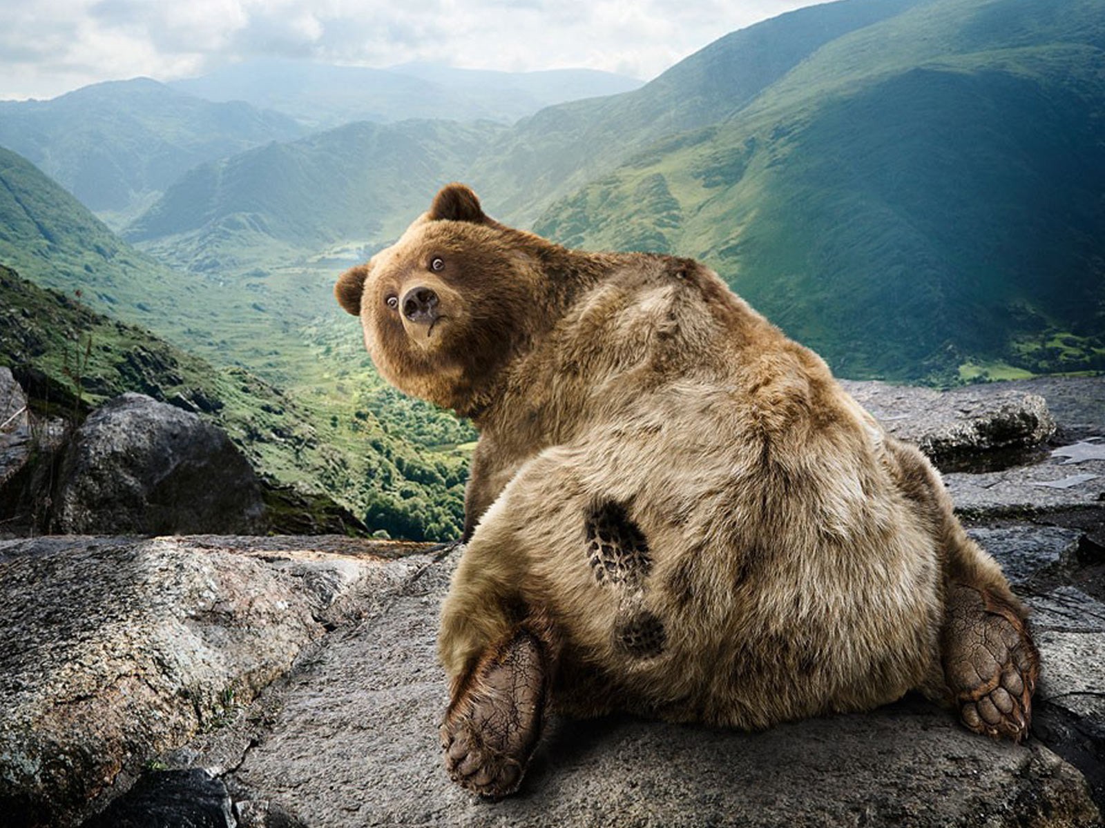 mountains, Funny, Bears Wallpaper
