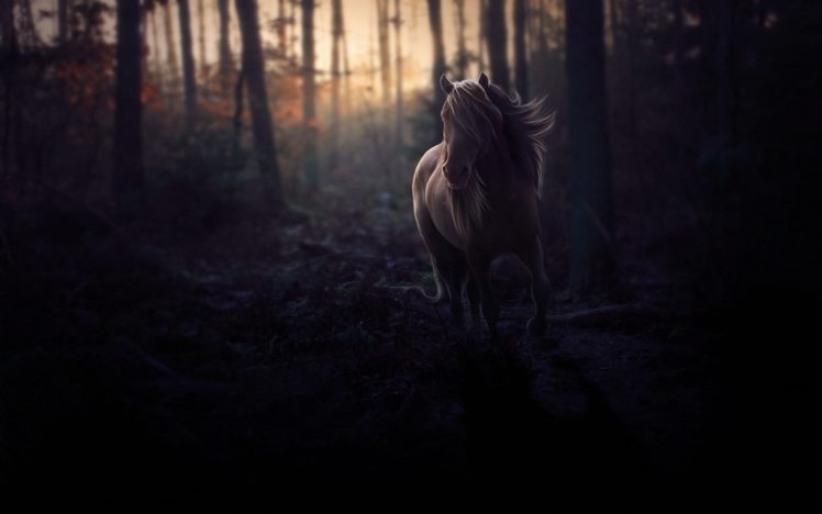 forest, Horses HD Wallpaper Desktop Background