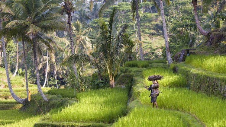 nature, Trees, Rice, Indonesia, Bali HD Wallpaper Desktop Background