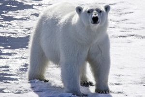 animals, Polar, Bears