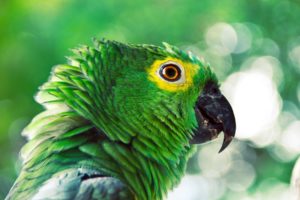 green, Birds, Parrots