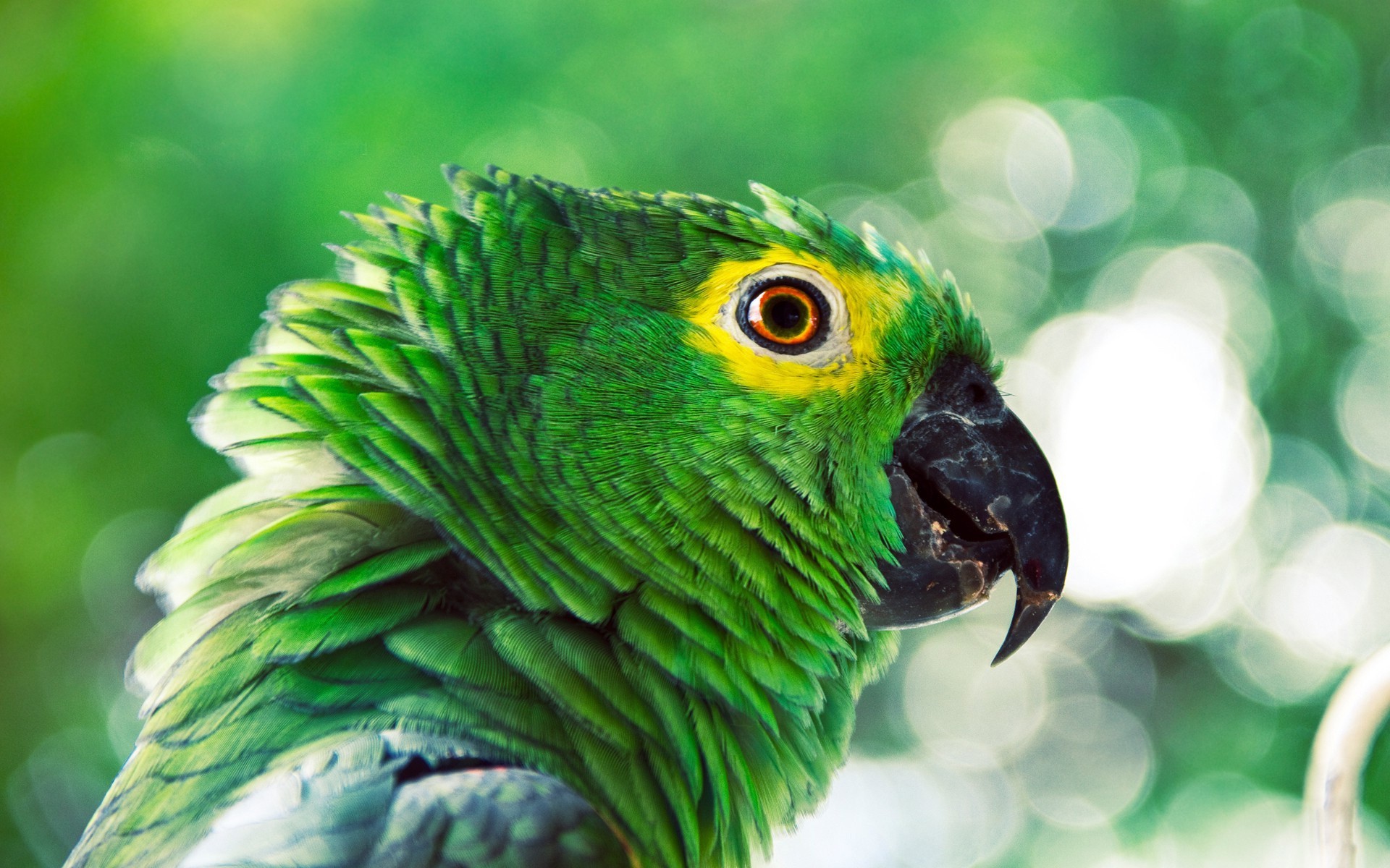 green, Birds, Parrots Wallpaper