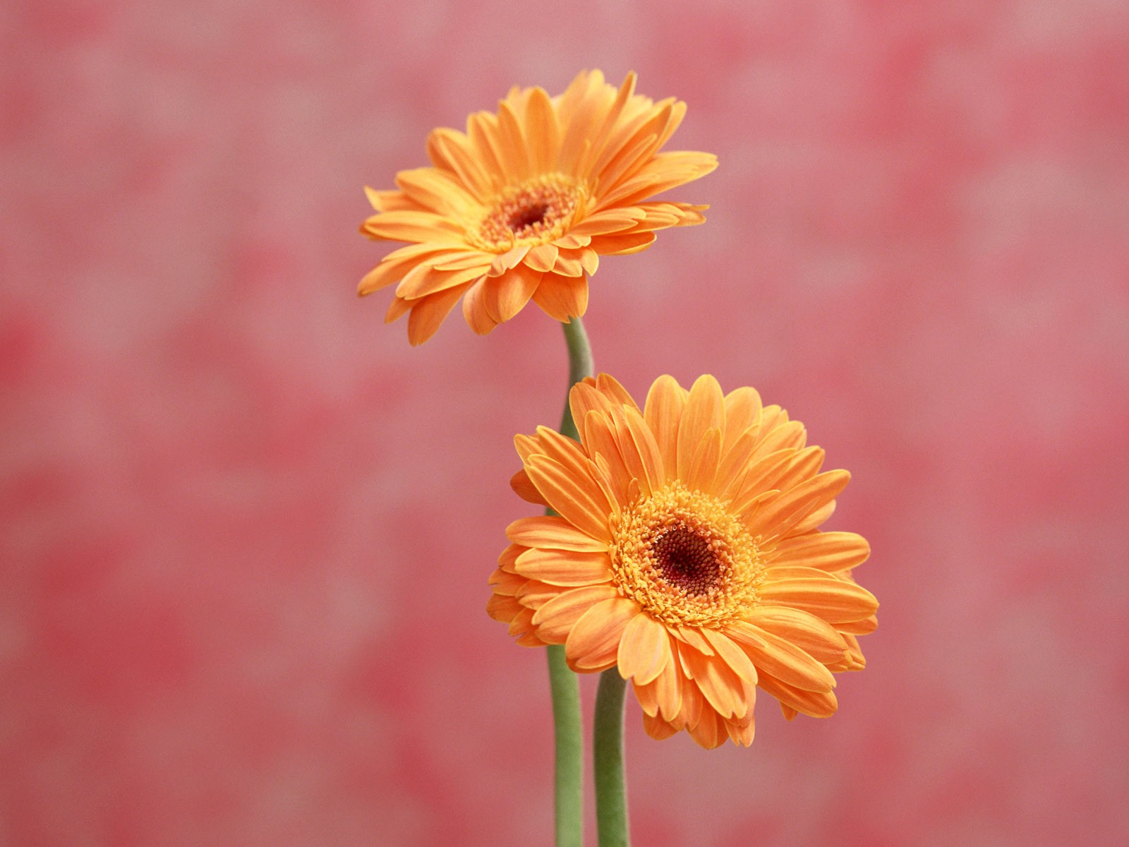 flowers, Daisy Wallpaper